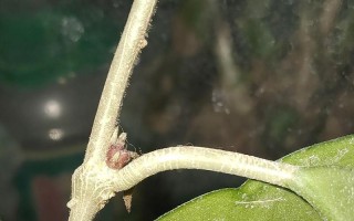 球兰花开花与凋谢周期解析（探究球兰花的开花、凋谢时间及影响因素）