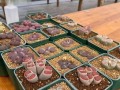 生石花过长怎么办？（防止生石花过度生长的有效方法）