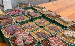生石花过长怎么办？（防止生石花过度生长的有效方法）