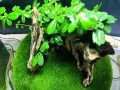 家庭养护指南（以附石苔藓为家庭养护新宠，营造自然与美的氛围）