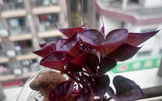 发芽番薯种植技巧大揭秘（以提高产量为目标，如何正确利用发芽番薯种植更多番薯？）