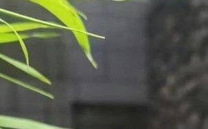 碧光环配土之完美种植指南（土壤种类与配比、培育技巧、施肥方式详解）