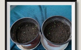 探秘菊花的生长环境与特点（从土壤到花期，了解菊花的成长秘密）
