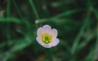 放下过去——以牵牛花为例谈花语（从牵牛花的花语中领悟人生真谛）