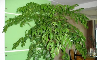 富贵树开花的奥秘（探究富贵树开花的原因及其花朵特征）