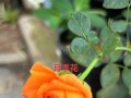 月季花翻了怎么办？（月季花倾倒后的抢救方法与护理技巧）