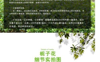 楼上养小叶栀子的养护技巧（打造室内绿色阳台，享受小叶栀子之美）