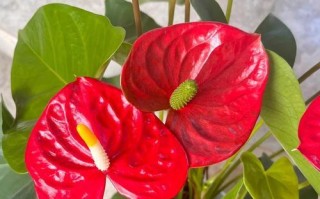 红掌得病了怎么办？（红掌病的症状、治疗和预防一览）