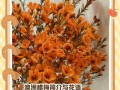 室内腊梅养护指南（让你的室内腊梅常青不凋零）