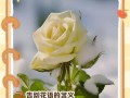 温柔如花——探秘花语中的温柔（以温柔为主题的花语解析及其象征意义）