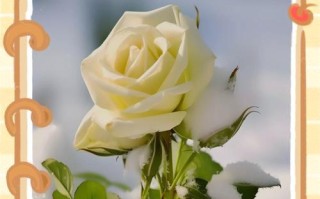 温柔如花——探秘花语中的温柔（以温柔为主题的花语解析及其象征意义）