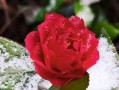 雪花叶子艺术的魅力（用纸笔勾勒出生命之美）