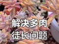 多肉移盆后徒长应对策略（多肉植物移盆后的徒长现象及解决办法）