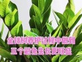 如何处理金钱树叶子上的霜？（有效的方法和关键步骤，让您的金钱树焕发生机）