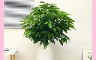 平安树的养护技巧（如何浇白糖水，增强生命力）