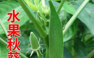 秋葵种植全攻略（几月份种合适？如何选择品种？种植注意事项等）