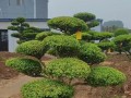 秋季移栽黄杨的注意事项（黄杨秋天能否移栽？如何移栽？）