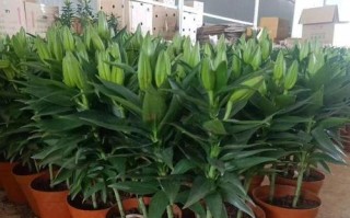 百合花的生长周期（了解百合花的成长规律，打造优美花园）