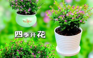 冷天怎么养满天星？（让你的满天星在寒冷的冬季中绽放光彩）