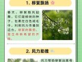 柳树是一种什么类型的植物？（解析柳树的分类与特点，探究其种子植物身份。）