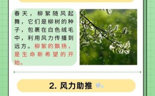 柳树是一种什么类型的植物？（解析柳树的分类与特点，探究其种子植物身份。）