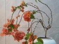 如何养护三角梅，让其开花茂盛（掌握关键要点，让三角梅绽放绚丽花海）