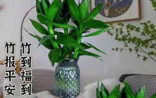 观音竹的养殖全攻略（打造家中绿色小天地，学会养护观音竹）
