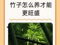家里不能养竹子的原因（深入探究竹子生长的特点和家居环境的关系）