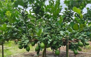北方种植柠檬树的详细介绍（柠檬树的适应性和北方栽培要点）