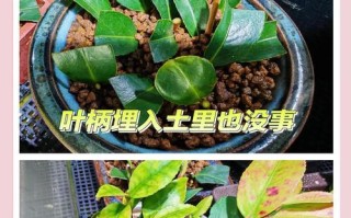 茶花移植的技巧与方法（打造美丽花园的必备技能）