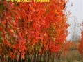 红枫种子发芽时间及关键因素分析（多久发芽？如何促进红枫种子的发芽？）