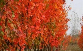 红枫种子发芽时间及关键因素分析（多久发芽？如何促进红枫种子的发芽？）