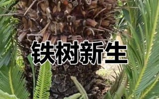 铁树叶子掉落的原因及影响（揭秘铁树叶子掉落的谜团，探究其生态影响力）