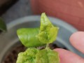 秋天茉莉掉叶子了怎么办？（保护秋天茉莉，让她绽放更美）