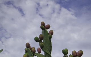仙人掌对环境的影响（探讨仙人掌植物在自然生态系统中的作用及其环境影响）