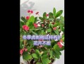 虎刺梅的养殖方法和注意事项（打造盆栽王者，从虎刺梅开始）