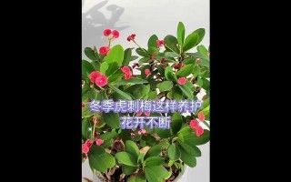 虎刺梅的养殖方法和注意事项（打造盆栽王者，从虎刺梅开始）