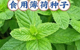 家里不能种薄荷的原因（家庭种植薄荷的注意事项与解决方法）