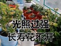 长寿花的花苞不开放的原因及应对方法（揭秘长寿花为何不出花苞，如何引导开放？）