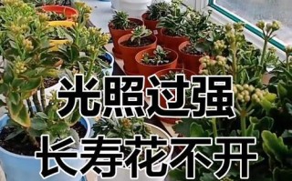 长寿花的花苞不开放的原因及应对方法（揭秘长寿花为何不出花苞，如何引导开放？）