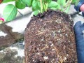 花草的换盆时机及注意事项（让你的花草常青常活的秘诀）