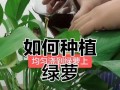 绿萝枯叶如何治愈？（探秘绿萝枯叶的原因与有效治疗方法）
