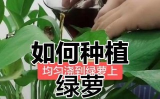 绿萝枯叶如何治愈？（探秘绿萝枯叶的原因与有效治疗方法）