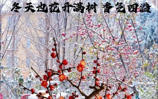 盆栽梅花养护全攻略（从选购到养护，让你的梅花开出最美的花）