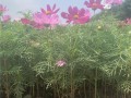 格桑花苗能否移栽？（移栽格桑花苗的注意事项与方法）