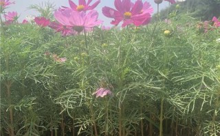 格桑花苗能否移栽？（移栽格桑花苗的注意事项与方法）