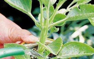 茶叶水是否适合浇花？（探究茶叶水对植物的影响）