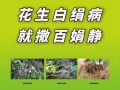 白绢病的发生及预防措施（探讨白绢病的成因、症状及预防方法）