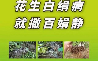 白绢病的发生及预防措施（探讨白绢病的成因、症状及预防方法）