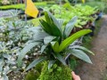 青苔养护全攻略——打造迷人盆景（从喷水到调湿，青苔养护技巧大揭秘）